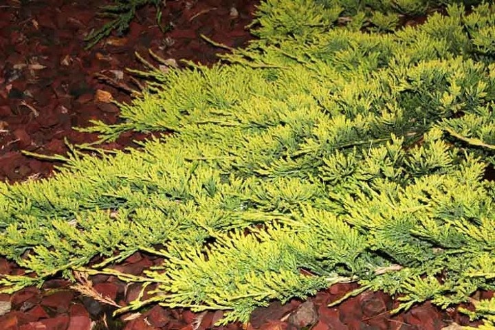 Jałowiec płożący 'Golden Carpet' (Juniperus horizontalis)