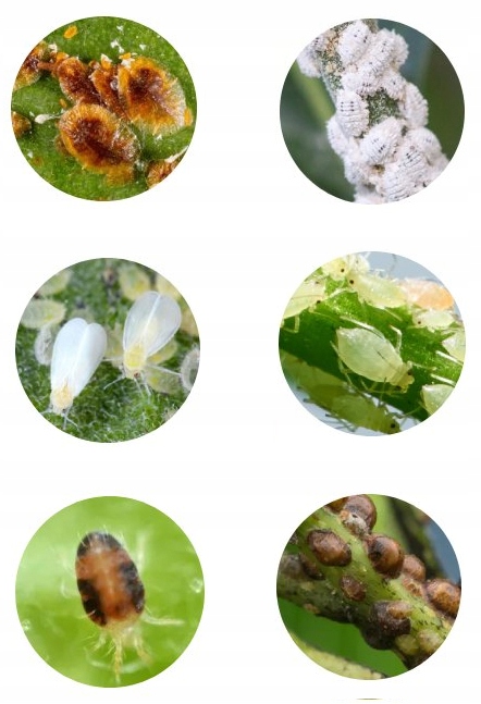 SUBSTRAL POLYSECT ŚRODEK OPRYSK MSZYCE PRZĘDZIORKI WEŁNOWCE MĄCZLIKI