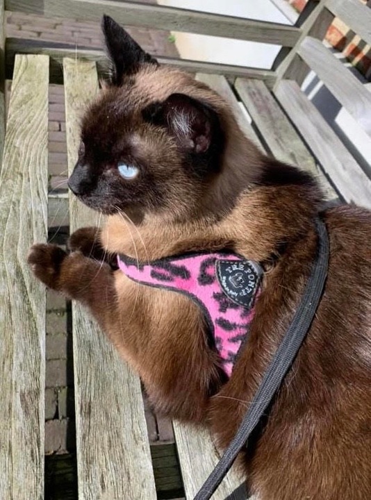 SZELKI dla dużego kota 38-48cm do 6kg Brytyjski TRE PONTI Leopard różowe