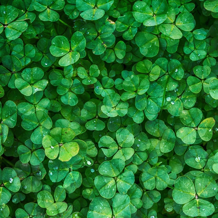 MIKROKONICZYNA NASIONA KONICZYNA DROBNOLISTNA BIAŁA 500G GĘSTA dekoracyjna