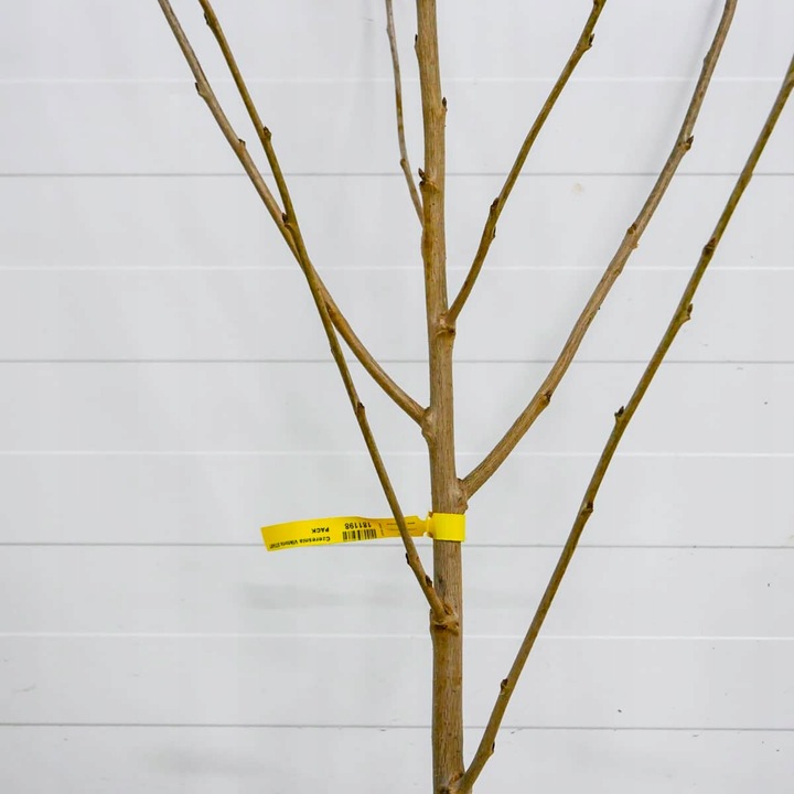 DRZEWKA OWOCOWE CZEREŚNIA TAMARA NAJWIĘKSZE SŁODKIE OWOCE SADZONKI