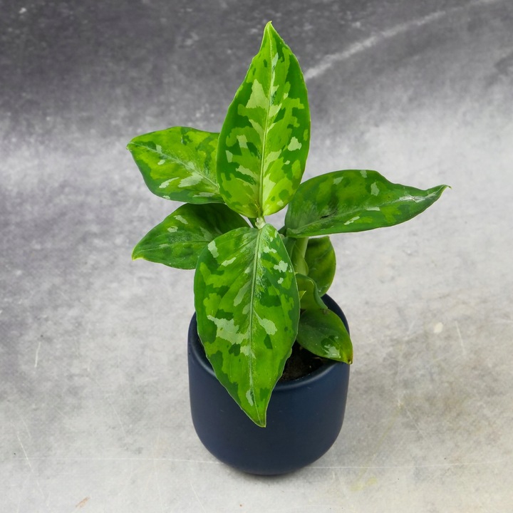 Aglaonema pictum TRICOLOR kolekcjonerska OCIEPLACZ GRATIS D6cm
