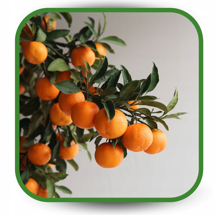 BIO Podłoże do Cytrusów 20l EKO Ziemia Oliwki Mango Awokado