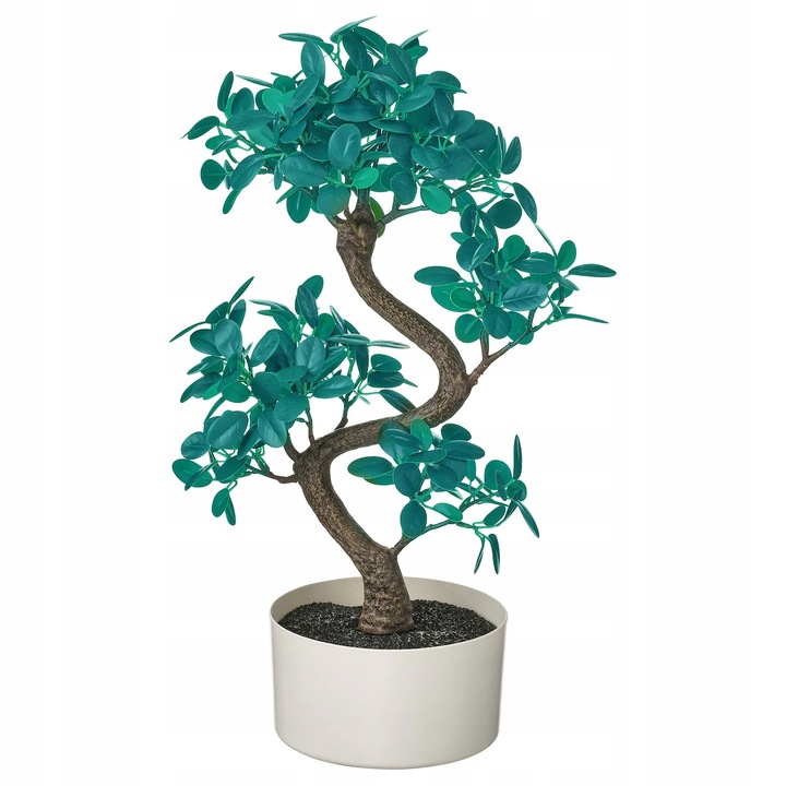 ZESTAW DO UPRAWY EUKALIPTUS SREBRNY DRZEWKO BONSAI NASIONA 5 SZT WIELOLETNI