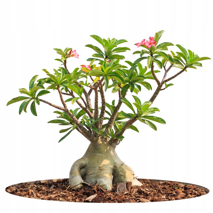 Róża pustyni ADENIUM OBESUM uroczy baobab Adenium opasłe MALUCH