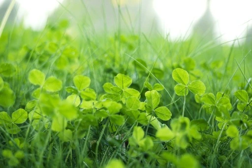 TRAWA MIESZANKA TRAWY z mikrokoniczyną koniczyna 2kg TRAWNIK SAMONAWOŻĄCY