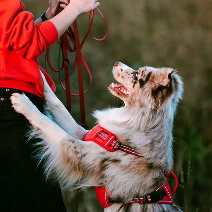 MOCNE SZELKI GUARD dla psa ALASKA odblask red M