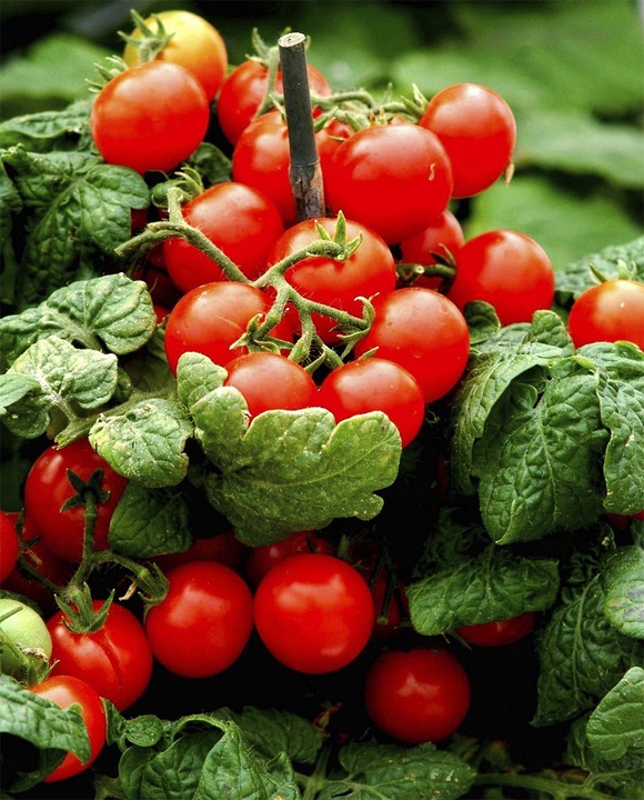 ZESTAW DO UPRAWY POMIDOR VILMA POMIDORY KOKTAJLOWE NASIONA 10x WIELOLETNIA