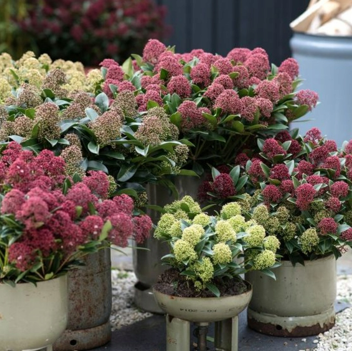 SKIMIA JAPOŃSKA Duże Sadzonki 1L 'Rubella'