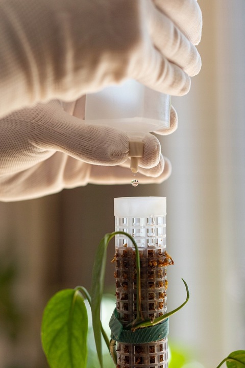 SPHAGROW AQUADRIP Nawadniacz kropelkowy do palika SPHAGROW D-6-25