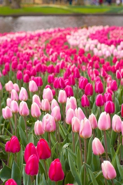 TULIPAN cebulki KOLORY FIOLETU RÓŻ MIX 50 szt. + GRATIS