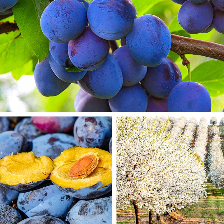 SADZONKI DRZEWKA OWOCOWE ŚLIWA WĘGIERKA ZWYKŁA SAMOPYLNA ODMIANA
