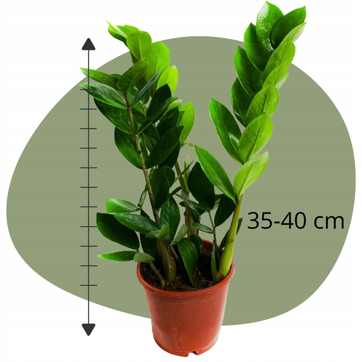 Zamiokulkas Zamiolistny ŻELAZNA ROŚLINA Zamia Ładna Duża Zdrowa