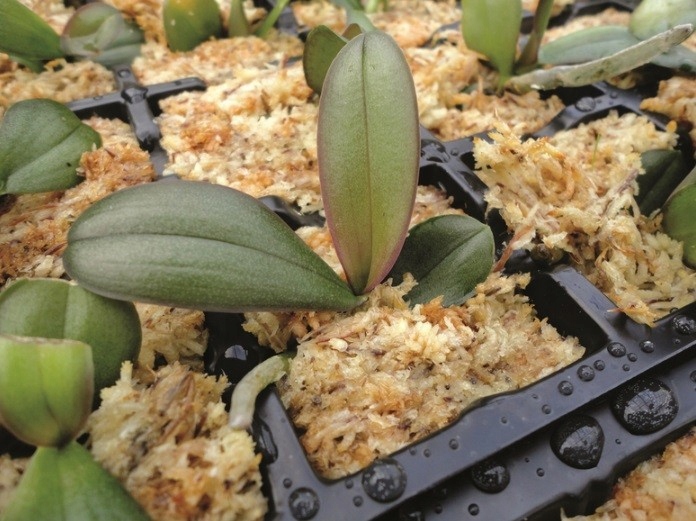 BESGROW Mech Sphagnum Torfowiec UKORZENIACZ 8L