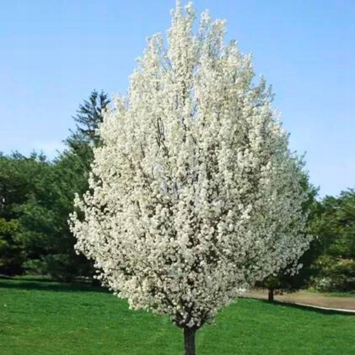 SADZONKI DRZEWKA OWOCOWE ŚLIWA TOPHIT PÓŹNA BARDZO DUŻA SOCZYSTA