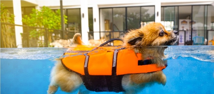 KAMIZELKA RATUNKOWA DLA PSA do WODY KAPOK do PŁYWANIA ODBLASKOWA