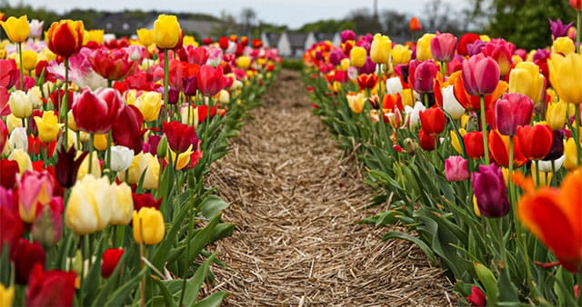 Tulipan polski mix odmian i gatunków 50 szt. 8/9 cebulki tulipanów