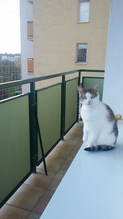 ZESTAW SIATKA NA BALKON DLA KOTA PTAKI GOŁĘBIE 2X3 OCZKO 50mm BEZ WIERCENIA