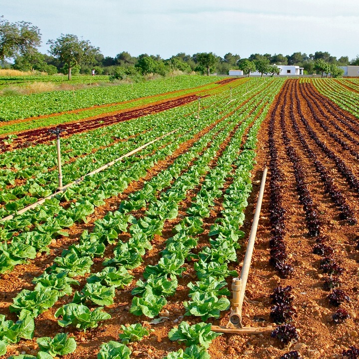Wapno Ogrodowe Nawozowe Idealne Do Warzyw Owoców JESIEŃ Dolomit Sypki
