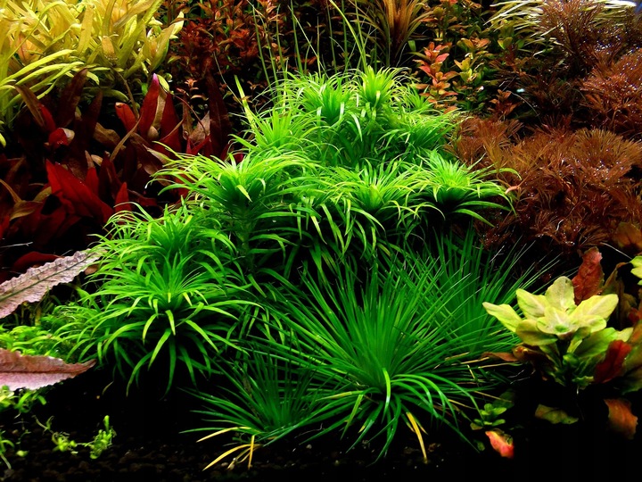 QualDrop MICRO PLANT 500 ml -mikroelementy