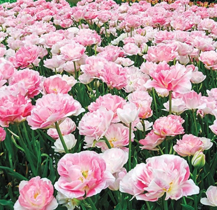 Tulipany pełne Foxtrot zmieniają kolor 20 szt. cebulki tulipanów