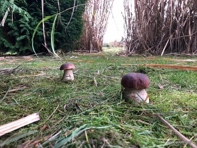 BOROWIK BRZOZOWY grzybnia grzyby leśne Mycelium