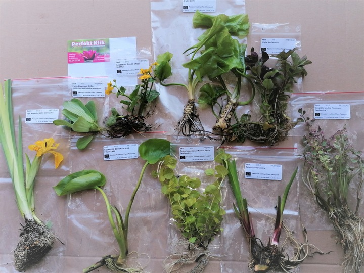 5 x Ślimak Błotniarka Stawowa Filtruje i oczyszcza Na Glony