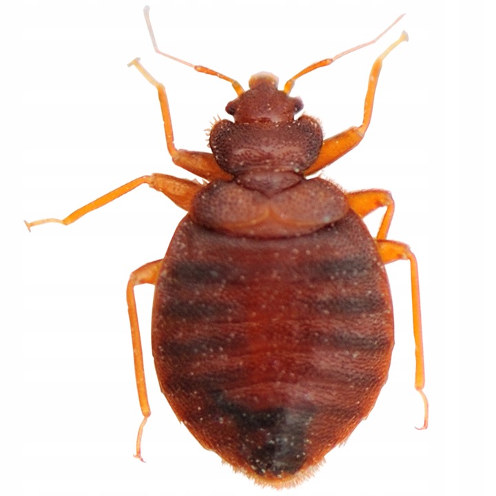 BROS 007 na owady biegające karaluchy mrówki rybiki pluskwy 500 ml - 2