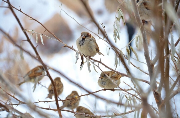 KARMA DLA PTAKÓW DZIKICH ZIMUJĄCYCH POKARM ZIARNO IDEALNY DO KARMNIKA 10KG