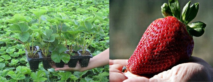 SADZONKI TRUSKAWEK TRUSKAWKA TRUSKAWKI DONICZKOWANA HONEOYE wczesna