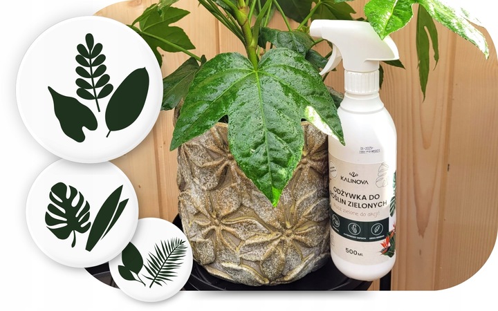 Odżywka Nawozowa Nawóz Do Liści Roślin Zielonych Monstery Palm Fikusa