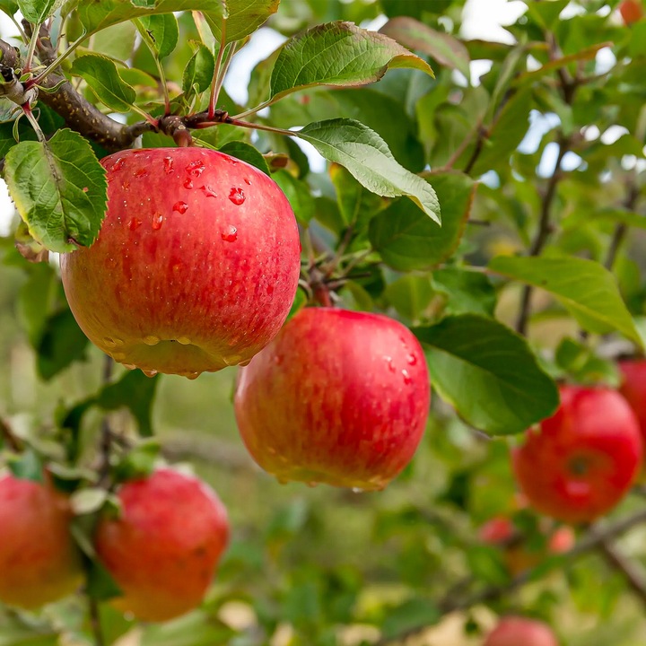 SADZONKI DRZEWKA OWOCOWE JABŁOŃ SZAMPION SŁODKA NAJLEPSZA I SOCZYSTA