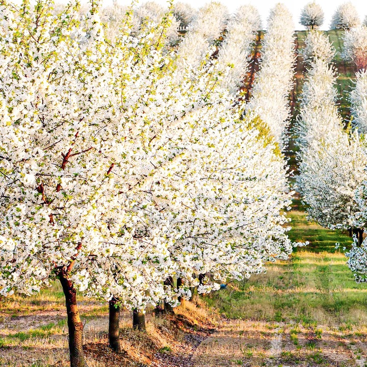 SADZONKI DRZEWKA OWOCOWE ŚLIWA WĘGIERKA ZWYKŁA SAMOPYLNA ODMIANA