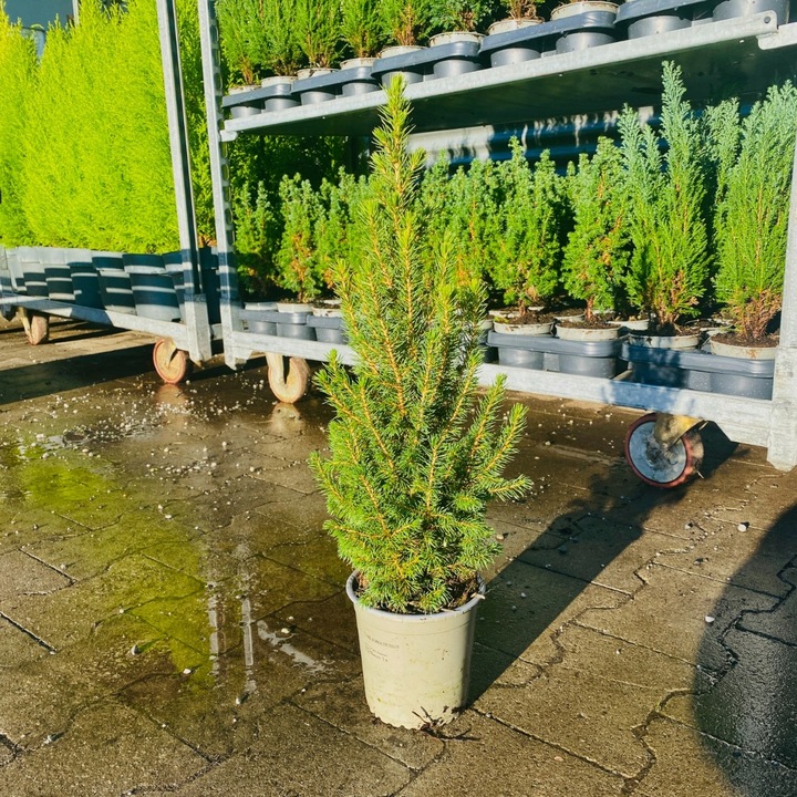 ŚWIERK CONICA ŁADNA CHOINECZKA DO DOMU I OGRODU CAŁOROCZNA SADZONKA W DONIC