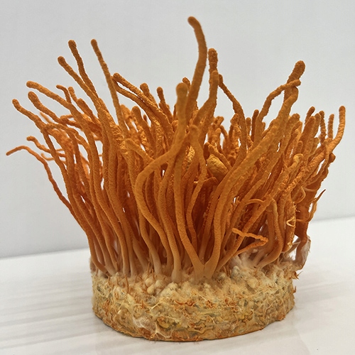 Maczużnik bojowy Cordyceps militaris substrat do uprawy grzybów