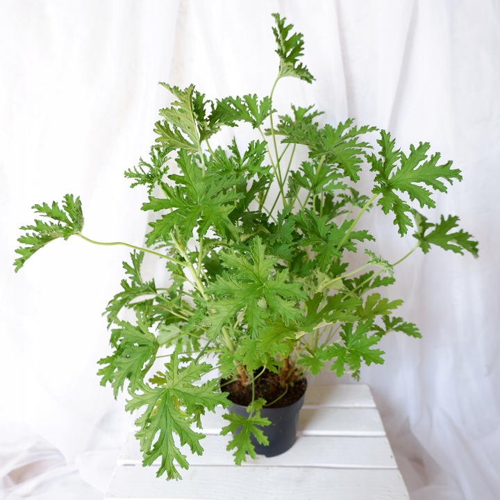 GERANIUM ANGINKA ROŚLINA LECZNICZA gęsta XL don.Ø13cm