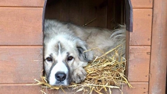 Słoma PSZENNA ściółka do budy dla psa ,ściółka pod truskawki 4KG
