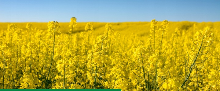 AMISTAR 250 SC 200ml 0,2L grzybobójczy