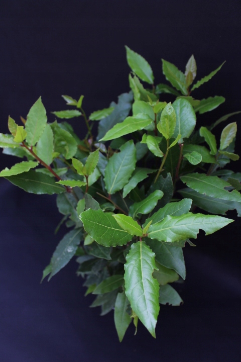 Liść LAUROWY OLBRZYM GĘSTY DUŻY Laur Wawrzyn