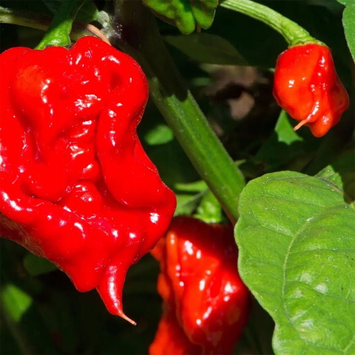 ZESTAW DO UPRAWY PAPRYKA CAROLINA REAPER HP22B RED NASIONA NAJOSTRZEJSZA