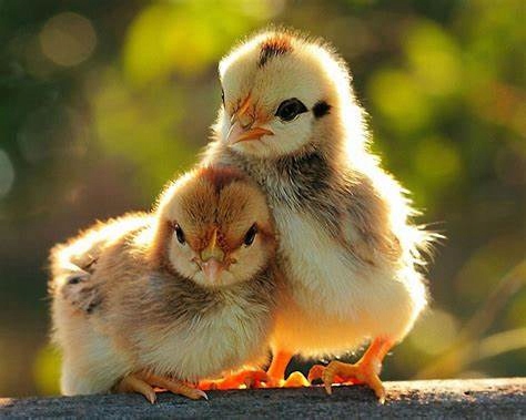 Karma dla kur Provimi Kokoszka Smakoszka, pasza kruszonka dużo jajek