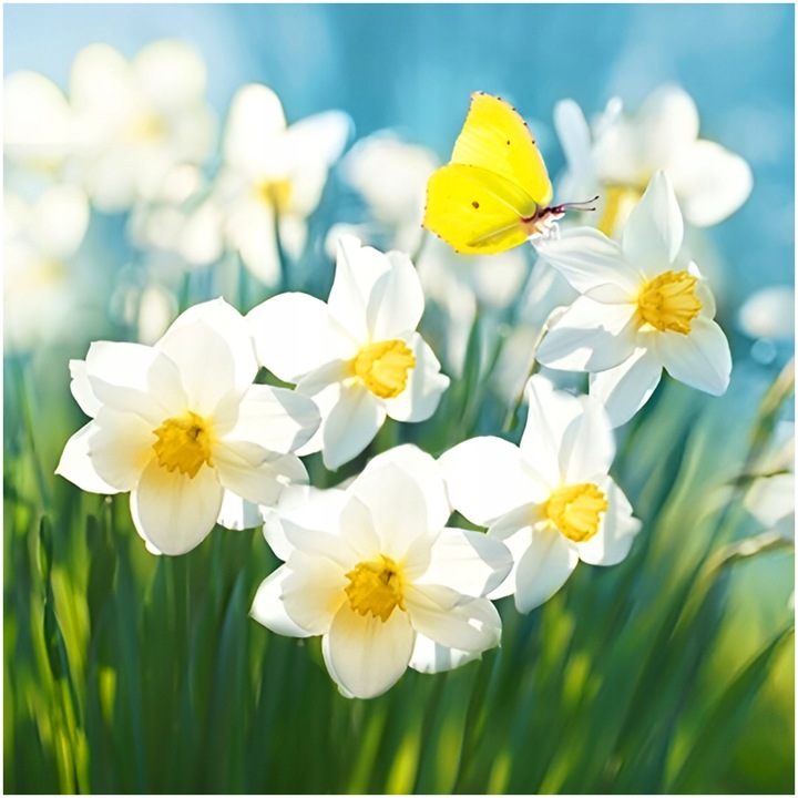 NARCYZ cebulki MIX BOTANICZNY odporne i trwałe 100 szt. + GRATIS