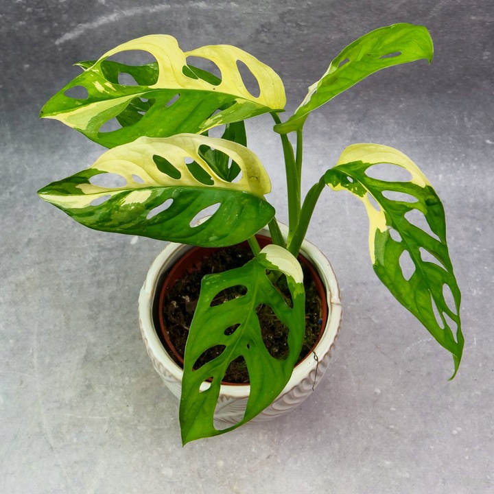 Zestaw do zrobienia podłoża przepuszczalnego, luźnego dla roślin 8L