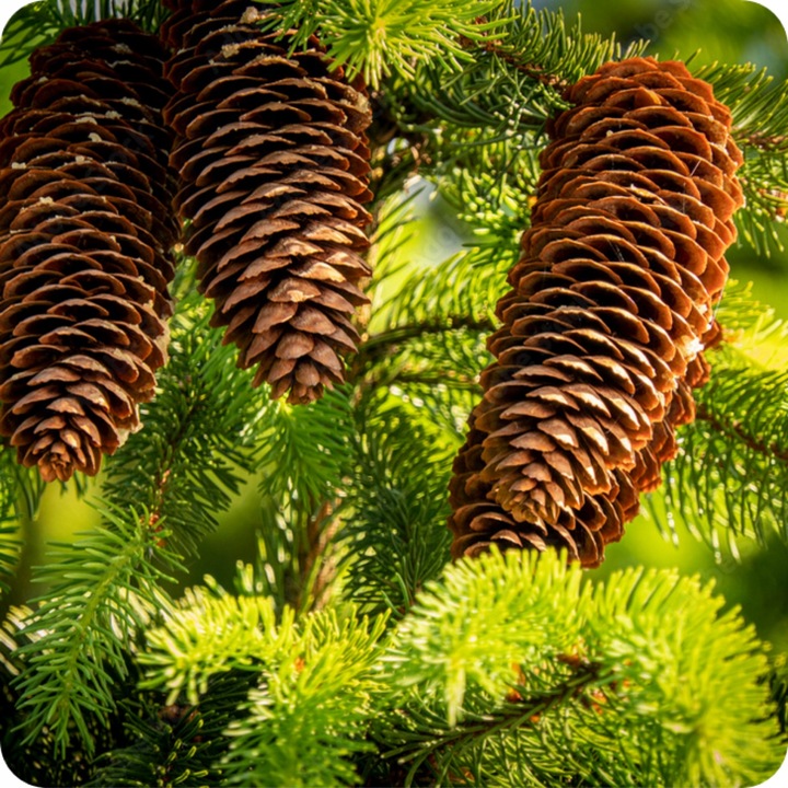 Siarkopol Jesienny Nawóz Pod Iglaki 25KG Bez Azotu Chroni Przed Mrozem