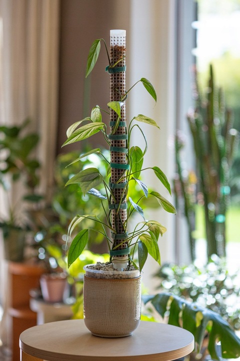 Podpora do roślin pnączy do mchu Sphagnum Palik Tyczka Do Epipremnum