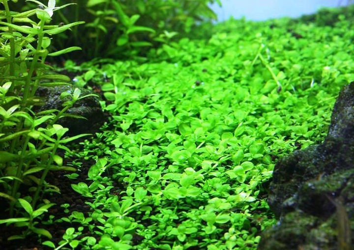 Zestaw roślin łatwych w uprawie 3 plany + GRATIS