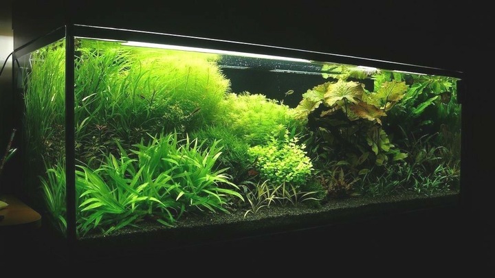 Czarny Piasek Żwirek do Akwarium Naturalny Doskonały dla Roślin 24kg 2-3mm