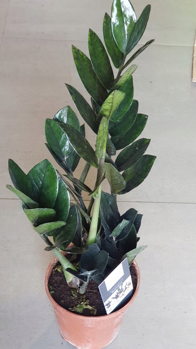 Zamiokulkas RAVEN ZAMIA