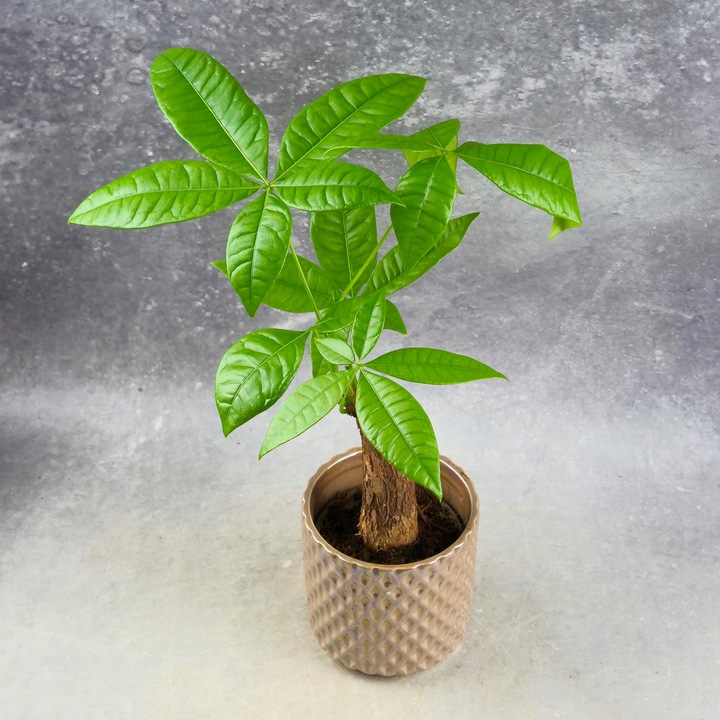 Pachira Aquatica Pachira wodna drzewko szczęścia! D9cm TYPU BONSAI