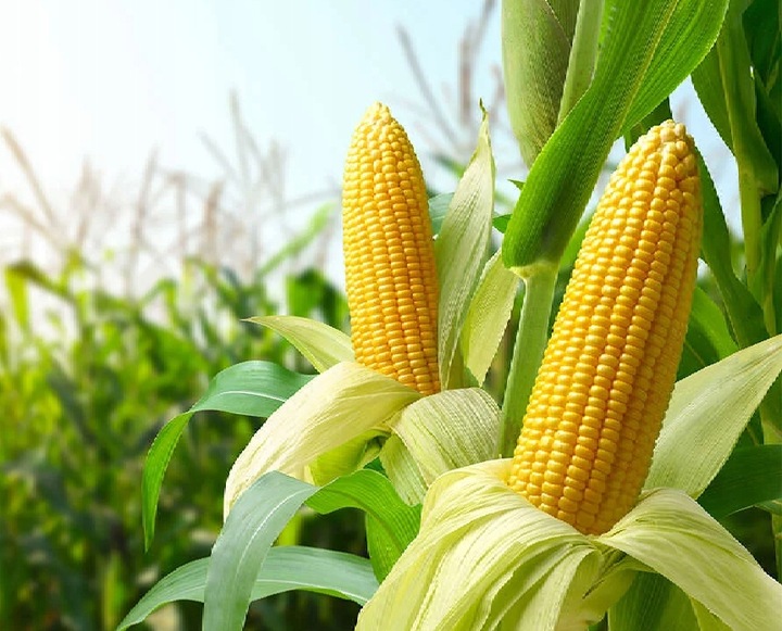 Kukurydza Gnieciona pasza karma 25kg Polska dla kur niosek gołębi